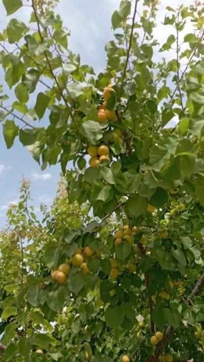 Aνεξάρτητη Παραδοσιακή Πέτρινη Κατοικία Corinth ภายนอก รูปภาพ
